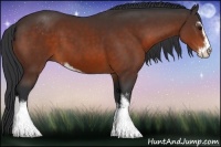 Horse Color:Bay Sabino 