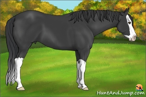 Horse Color:Black Splash
