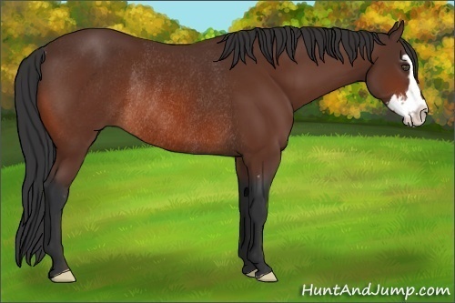 Horse Color:Bay Splash Frame Rabicano