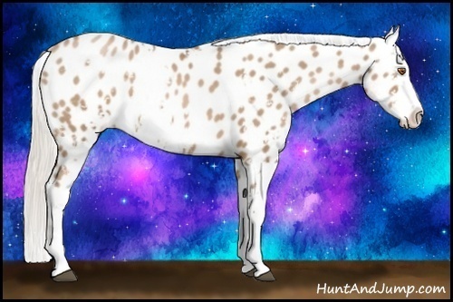 Horse Color:Silver Black Pearl Sabino Varnish