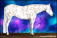 Horse Color:Silver Black Pearl Sabino Appaloosa 