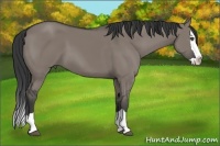 Horse Color:Grullo Splash 