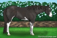Horse Color:Liver Chestnut Sabino 