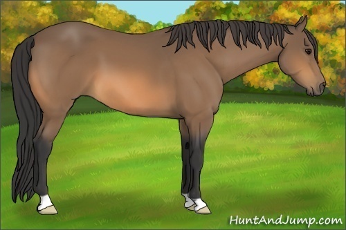 Horse Color:Buckskin 
