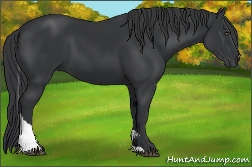 Horse Color:Black Tobiano