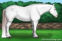 Horse Color:Bay Tobiano Blanket 