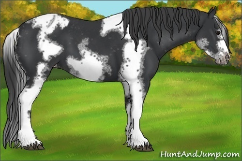 Horse Color:White Spotted Black Splash Tobiano Frame Varnish