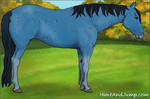 Horse Color:ERROR: UNKNOWN ANOMALY