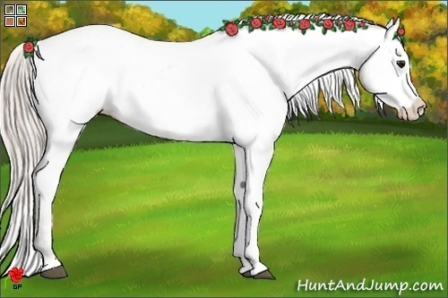 Horse Color:White Spotted Silver Bay Appaloosa 