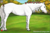 Horse Color:Silver Bay Appaloosa 