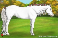 Horse Color:Silver Bay Appaloosa