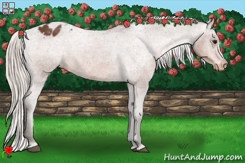 Horse Color:Silver Bay Appaloosa 