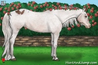 Horse Color:Silver Bay Appaloosa 