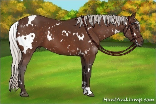 Horse Color:White Spotted Silver Bay