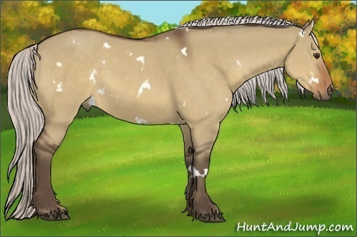 Horse Color:White Spotted Silver Bay Dun 