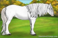Horse Color:Palomino Appaloosa