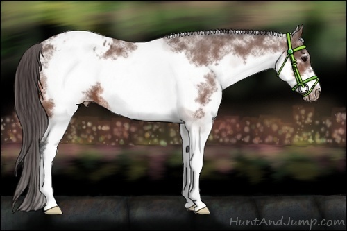 Horse Color:White Spotted Bay Frame Blanket 