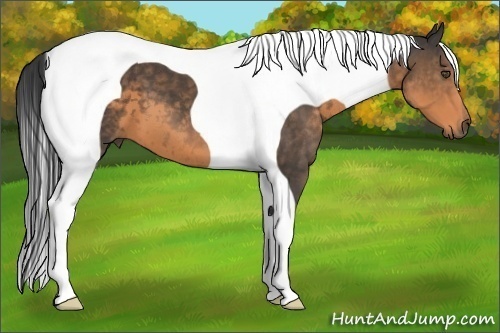 Horse Color:Buckskin Tobiano 