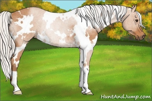Horse Color:White Spotted Silver Bay Roan Rabicano