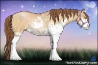 Horse Color:Bay Pearl Dun Sabino Rabicano