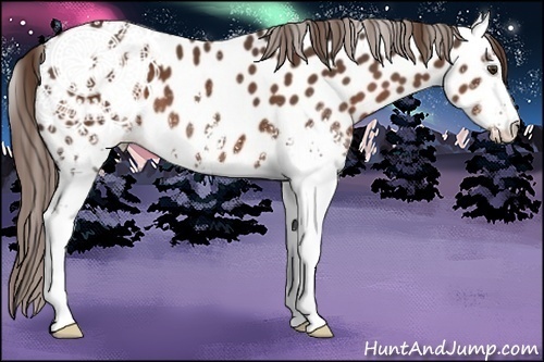Horse Color:White Spotted Liver Chestnut Near Leopard 