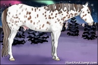 Horse Color:White Spotted Liver Chestnut Near Leopard 