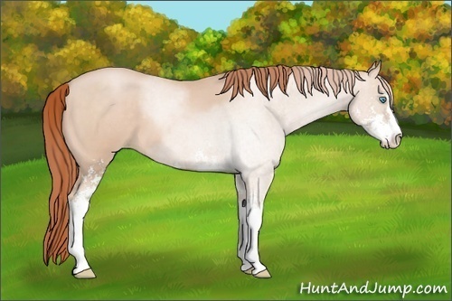 Horse Color:Buckskin Roan Pearl Sabino 