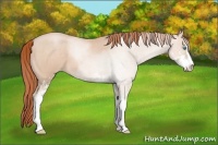 Horse Color:Buckskin Roan Pearl Sabino