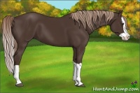 Horse Color:Liver Chestnut Splash 