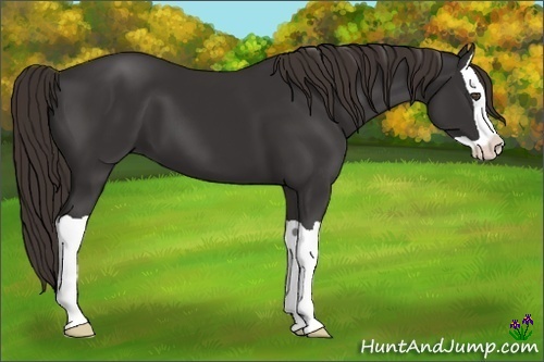 Horse Color:Liver Chestnut Splash