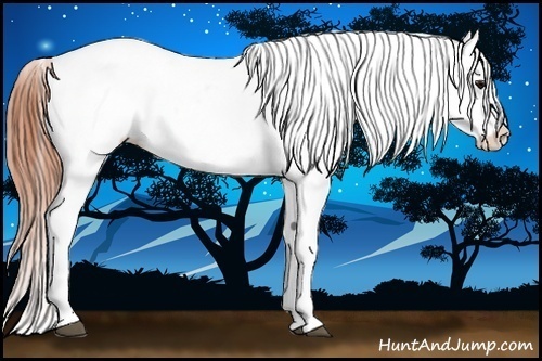 Horse Color:Bay Ice Tobiano Appaloosa Rabicano 