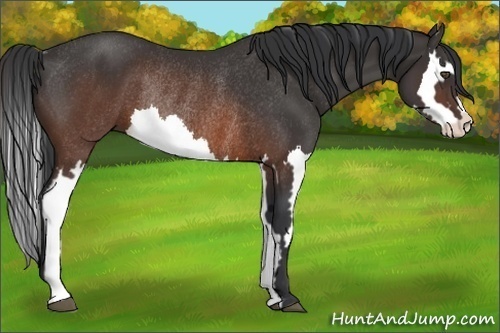 Horse Color:Brown Splash Frame Rabicano
