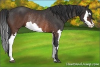 Horse Color:Brown Splash Frame Rabicano