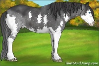 Horse Color:Black Sabino Splash
