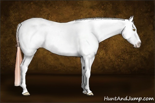 Horse Color:White Spotted Amber Champagne Blanket Rabicano 