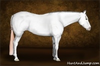 Horse Color:White Spotted Amber Champagne Blanket Rabicano 