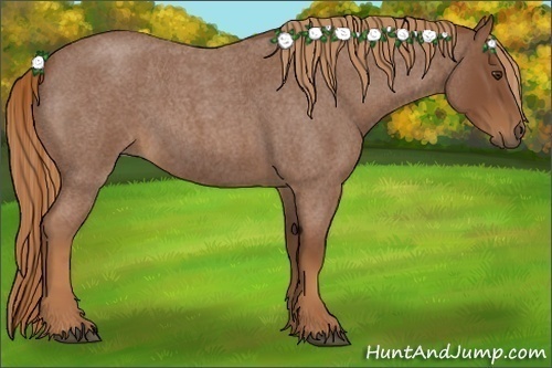 Horse Color:Red Roan