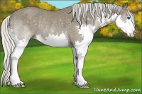 Horse Color:Silver Blue Roan Splash Rabicano