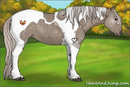 Horse Color:Silver Grullo Tobiano