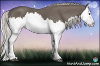 Horse Color:Silver Black Splash 