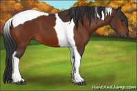 Horse Color:Bay Tobiano 