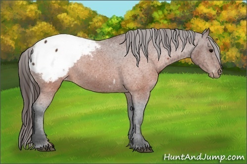 Horse Color:Brown Snowcap 