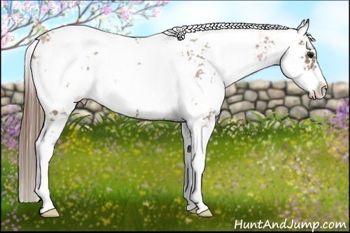 Horse Color:Black Pearl Sabino Appaloosa Rabicano 