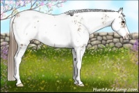 Horse Color:Black Pearl Sabino Appaloosa Rabicano 
