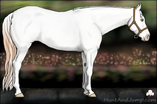 Horse Color:Gold Champagne Roan Splash Appaloosa 