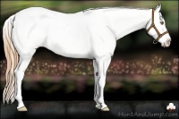 Horse Color:Gold Champagne Roan Splash Near Leopard 