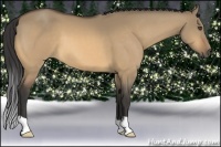 Horse Color:Buckskin Dun
