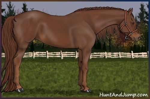 Horse Color:Chestnut 