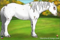 Horse Color:Bay Onyx Sabino 