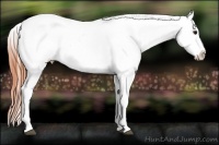 Horse Color:Bay Roan Splash Tobiano Appaloosa  Brindle